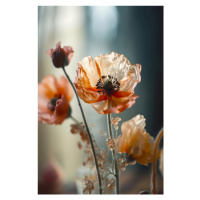 Fotografie Transparent Poppy, Treechild, 26.7 × 40 cm