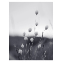 Fotografie Field Grass, Sisi & Seb, 30x40 cm
