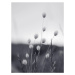 Fotografie Field Grass, Sisi & Seb, 30x40 cm