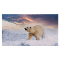 Fotografie Polar Bear  enjoy playing in, chuchart duangdaw, 40 × 22.2 cm