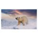 Fotografie Polar Bear  enjoy playing in, chuchart duangdaw, 40 × 22.2 cm