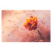 Fotografie Ethereal looking ornamental grass with orange dahlia, CatLane, 40 × 26.7 cm