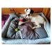 Vsepropejska Delux kožený pelech pro psa s polštářkem Barva: Šedá, Rozměr (cm): 130 x 110