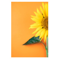 Fotografie Sunflower, pepifoto, 26.7 × 40 cm