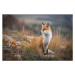 Fotografie Fox of Baikal,Russia,Full length of red, Roman Bevzenko / 500px, 40 × 26.7 cm