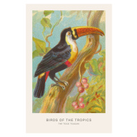 Ilustrace The Toco Toucan (Birds of the Tropics) - George Harris, 26.7 × 40 cm