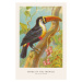 Ilustrace The Toco Toucan (Birds of the Tropics) - George Harris, 26.7 × 40 cm