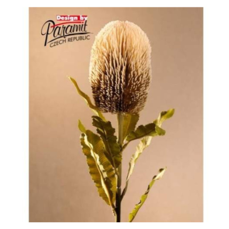 Banksia řezaná umělá krémová 65cm Paramit