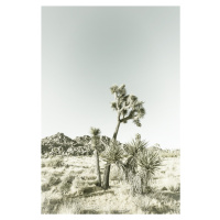 Umělecká fotografie Vintage Joshua Trees, Melanie Viola, (26.7 x 40 cm)
