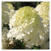 Hortenzie latnatá 'Phantom' květináč 10 litrů, výška 80/100cm, keř