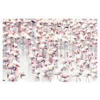 Umělecká fotografie Flock of flamingos, Sisi & Seb, (40 x 26.7 cm)