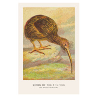 Ilustrace The Kiwi Bird (Birds of the Tropics) - George Harris, 26.7x40 cm