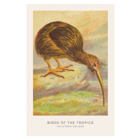 Ilustrace The Kiwi Bird (Birds of the Tropics) - George Harris, 26.7 × 40 cm