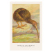 Ilustrace The Kiwi Bird (Birds of the Tropics) - George Harris, 26.7 × 40 cm