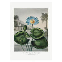 Ilustrace The Blue Egyptian Water-Lily from The Temple of Flora (1807), Studio Collection, 30 × 