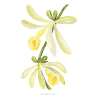 Ilustrace Watercolor vanilla orchid illustration, Blursbyai, 26.7 × 40 cm