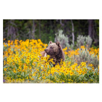 Umělecká fotografie Grizzly Bear in Spring Wildflowers, Troy Harrison, (40 x 26.7 cm)