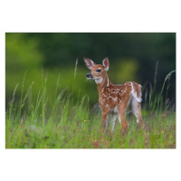 Fotografie Spring Fawn, Nick Kalathas, 40 × 26.7 cm