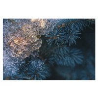 Fotografie Illuminated Christmas tree at cold winter evening, istetiana, 40 × 26.7 cm