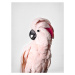 Fotografie Pink Cockatoo, Sisi & Seb, 30 × 40 cm