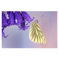 Fotografie Cabbage butterfly, mikroman6, 40 × 26.7 cm