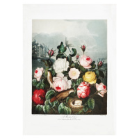 Ilustrace Roses from The Temple of Flora (1807), Studio Collection, 30 × 40 cm