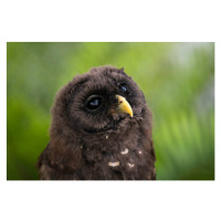 Fotografie Daydreaming Owlet, W. Drew Senter, Longleaf Photography, (40 x 26.7 cm)