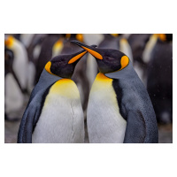 Fotografie King Penguins in Snowy Day, Ning Lin, 40x26.7 cm
