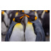 Fotografie King Penguins in Snowy Day, Ning Lin, 40 × 26.7 cm