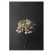 Paper Collective designové moderní obrazy Still Life 04 - Hydrangea (50 x 70 cm)