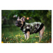 Vsepropejska Jazzy mikina pro psa na zip Barva: Černá, Délka zad (cm): 31, Obvod hrudníku: 28 - 