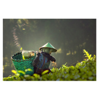 Fotografie tea pickers, muhammadraju, 40 × 26.7 cm