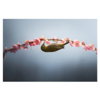 Fotografie Spring is coming, Vu van quan, 40x26.7 cm