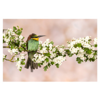 Fotografie Bee-Eater, Caroline Wirtz, 40 × 26.7 cm