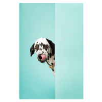 Fotografie Dalmatian Dog Licking His Nose, Ilka & Franz, 26.7 × 40 cm