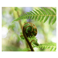 Fotografie Punga Fern Koru, Logan Campbell, 40 × 32.7 cm