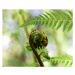 Fotografie Punga Fern Koru, Logan Campbell, 40 × 32.7 cm