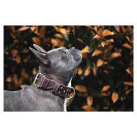 Loon kožený obojek pro psa | 22 – 65 cm Barva: Hnědá, Obvod krku: 56 - 65 cm, Šířka: 2,5 cm