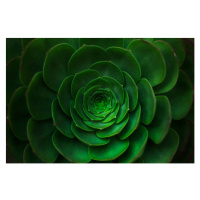 Fotografie Succulent plant background., Olga Kushner, 40x26.7 cm