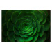 Fotografie Succulent plant background., Olga Kushner, 40 × 26.7 cm