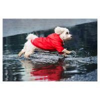 Vsepropejska Cloudy pláštěnka pro psa s kapucí Barva: Červená, Délka zad (cm): 20, Obvod hrudník