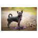 Nylonové vodítko pro psa | 128 cm Barva: Černá, Délka vodítka: 260 cm