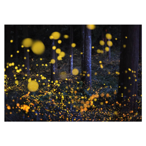 Plakát, Obraz - The Galaxy in woods, Nori Yuasa, 40 × 30 cm