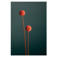 Fotografie Orange Seed Capsules, Studio Collection, 26.7 × 40 cm