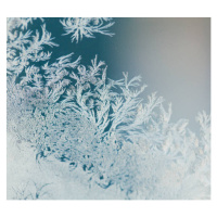 Fotografie Magical frost ornaments on the window., Olga Zakharova, 40 × 35.9 cm