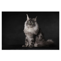 Fotografie A Maine Coon with an attitude, Mieke Engelbos, 40 × 26.7 cm