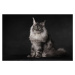 Fotografie A Maine Coon with an attitude, Mieke Engelbos, 40 × 26.7 cm