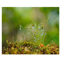 Fotografie Water drops on moss with Sun beams, K-Paul, 40 × 33 cm