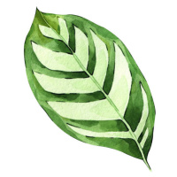 Ilustrace Watercolor hand painted green tropical leaves,, DZHAMILIA ABDULAEVA, (40 x 40 cm)
