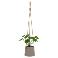 Umělá rostlina (výška 24 cm) Pilea – Casa Selección